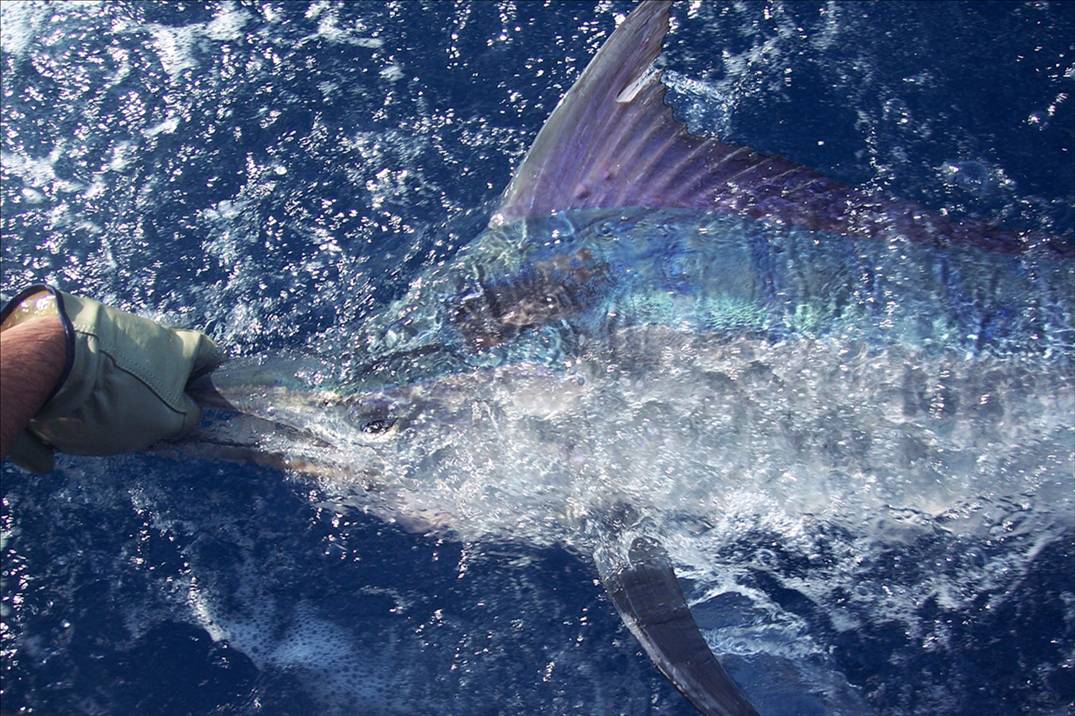 Black Marlin QLD