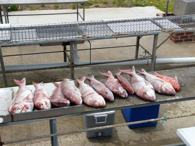 esperance pinkies