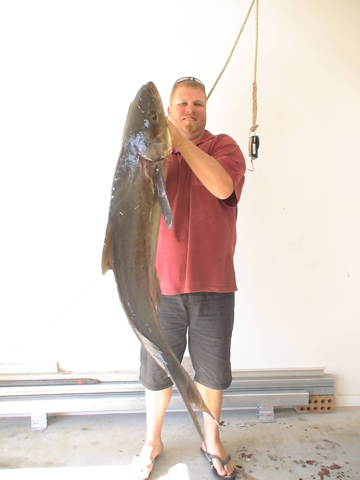 cobia