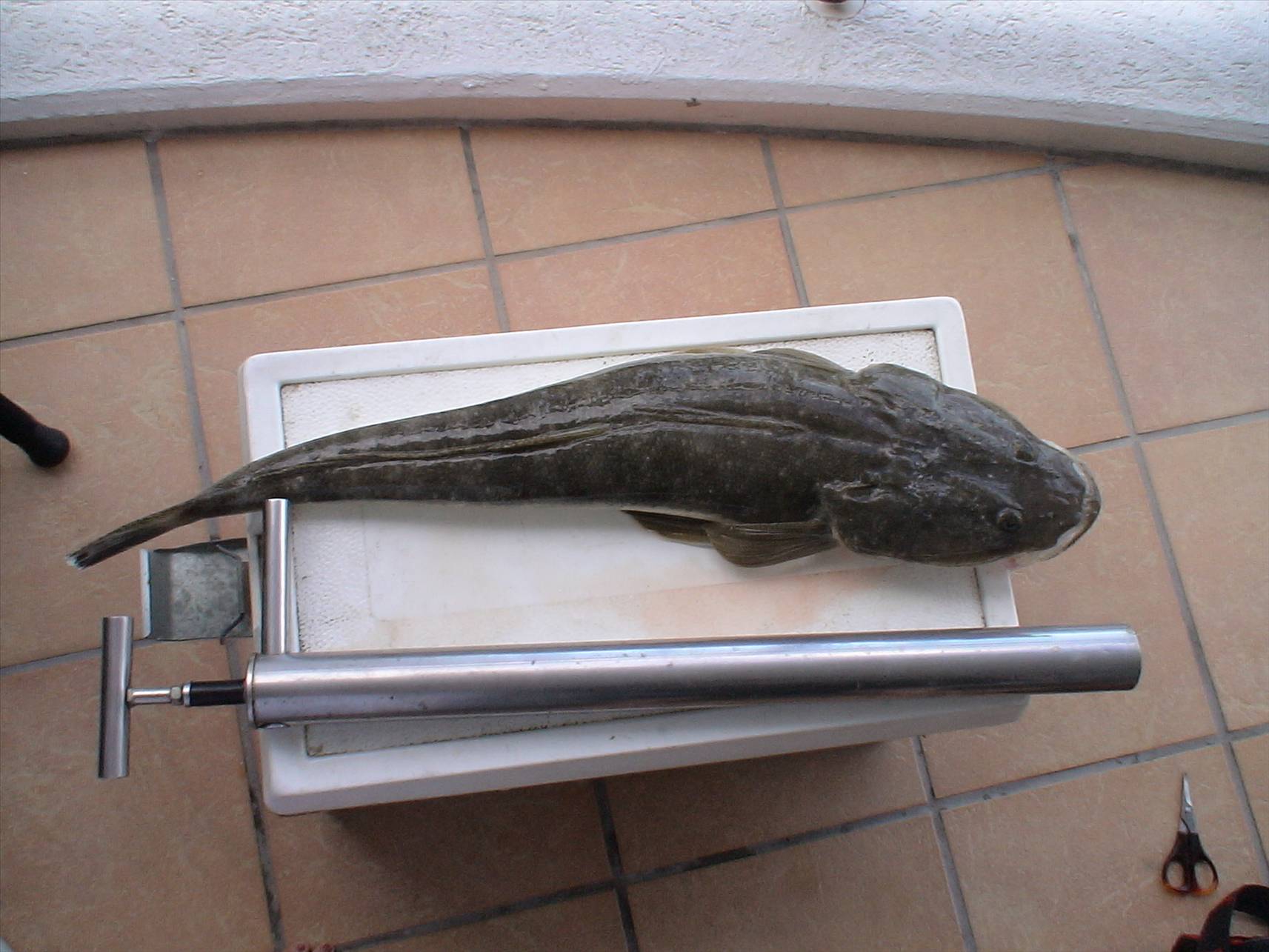 flathead