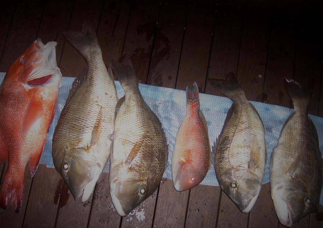 fishnbundy.com
