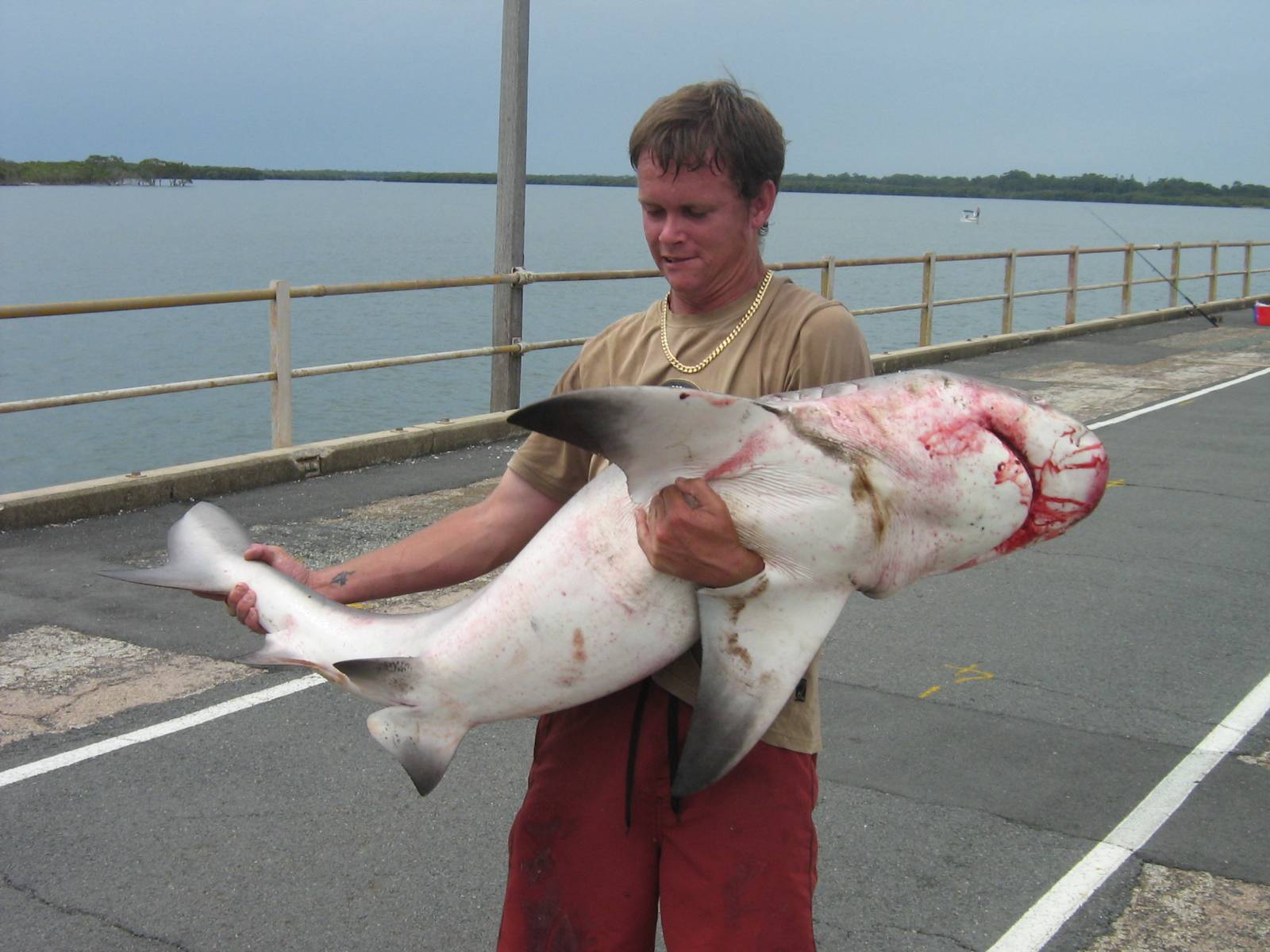 pine river bull shaark