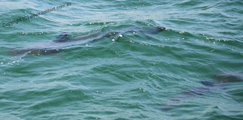 Pack of hammerheads in Lake Macquarie