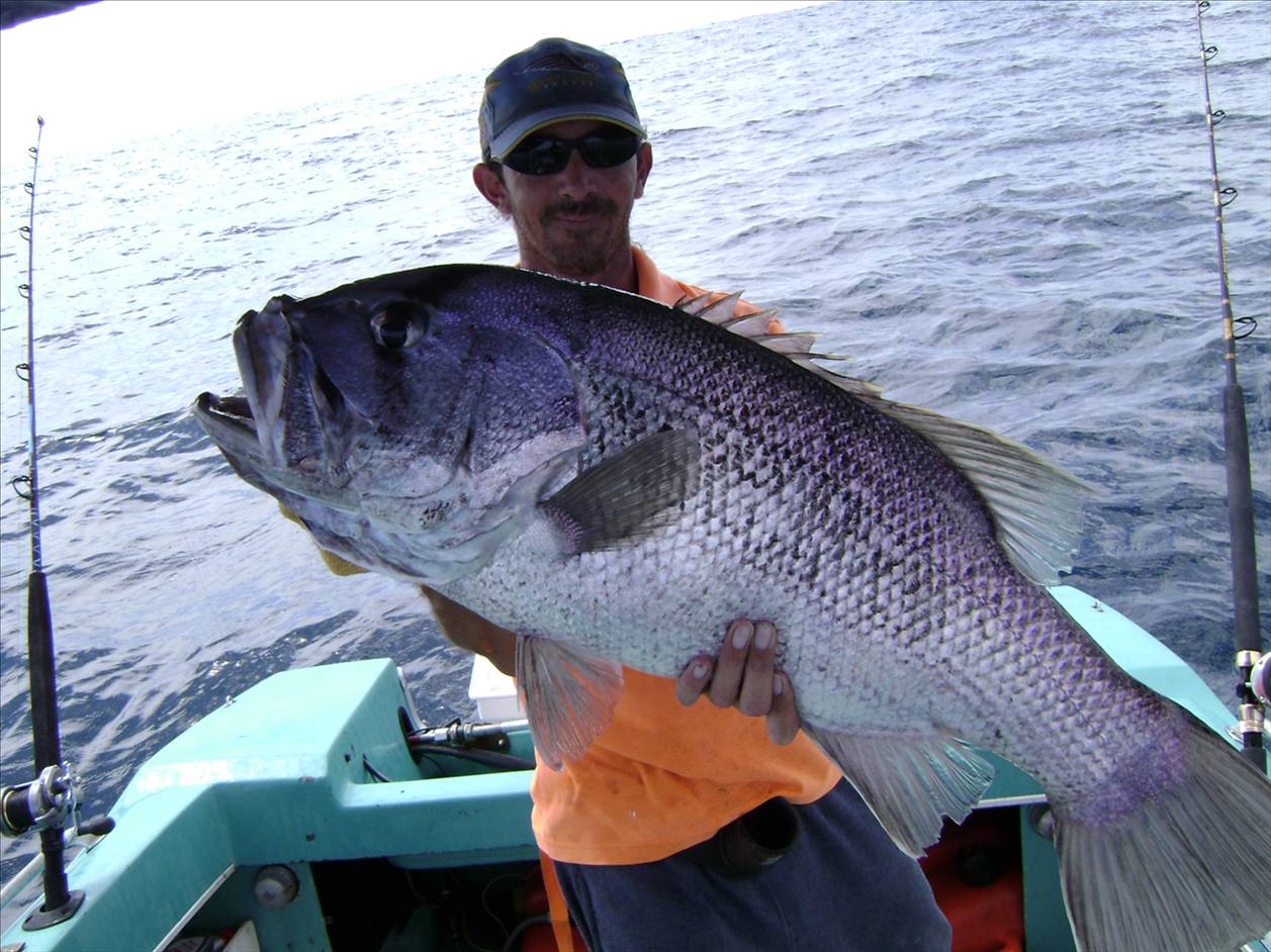 Rotto 11KG 89cm
