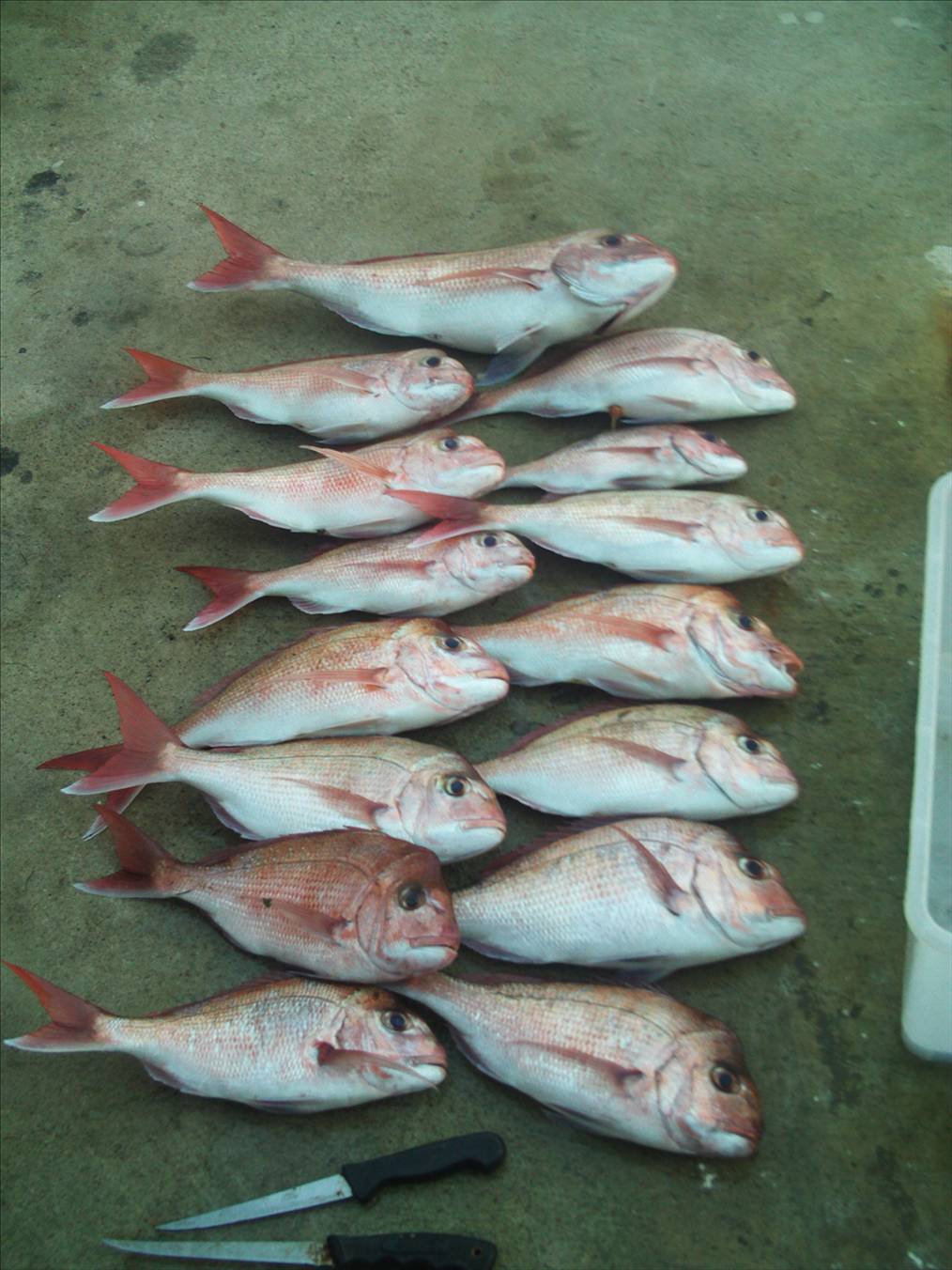 all in 30 mins