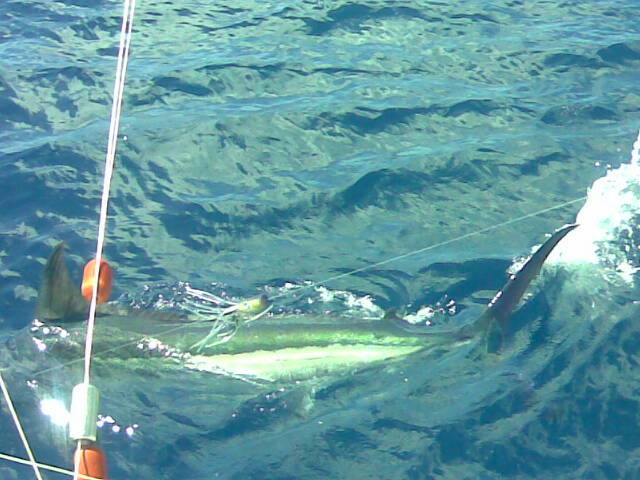 BLUE MARLIN