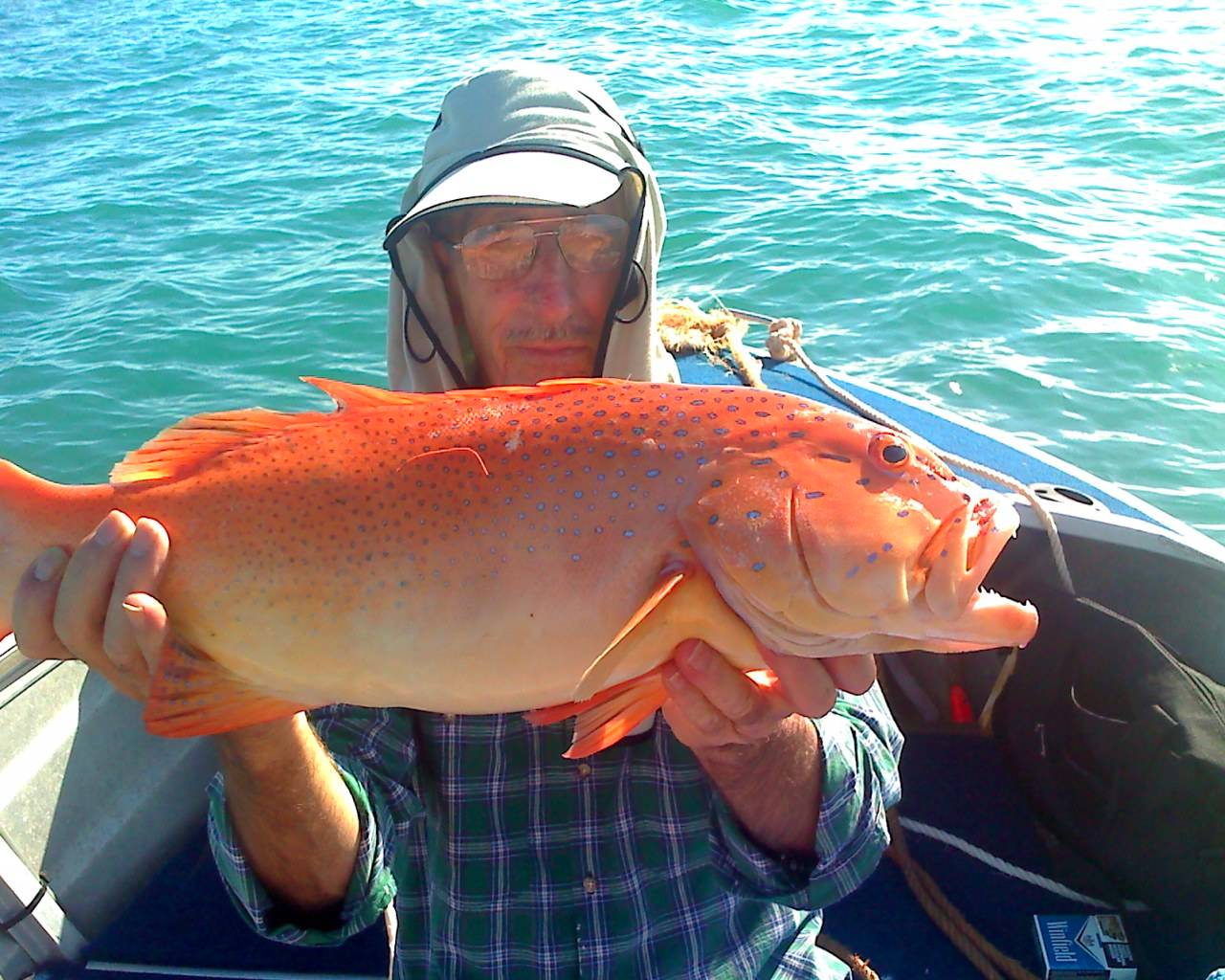 coral trout