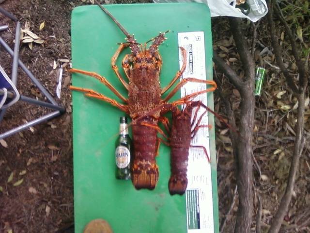 yummy gummy/cray