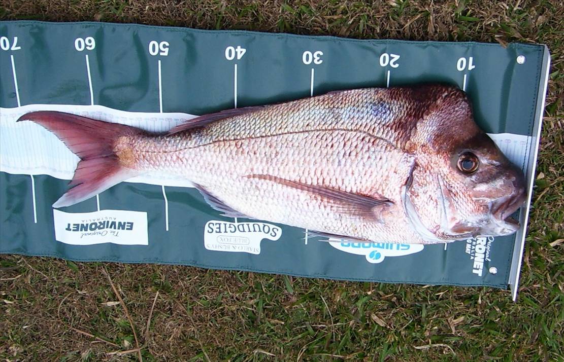now thats a fish