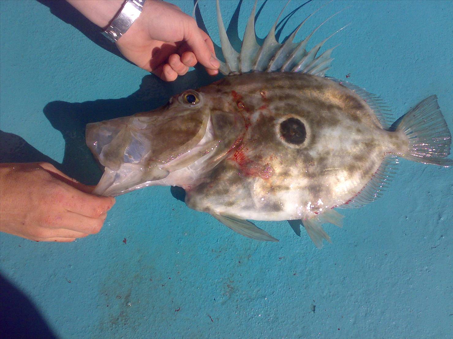 john dory