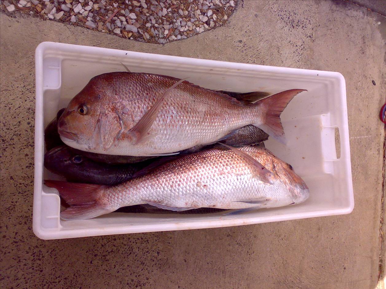 big pinkey......