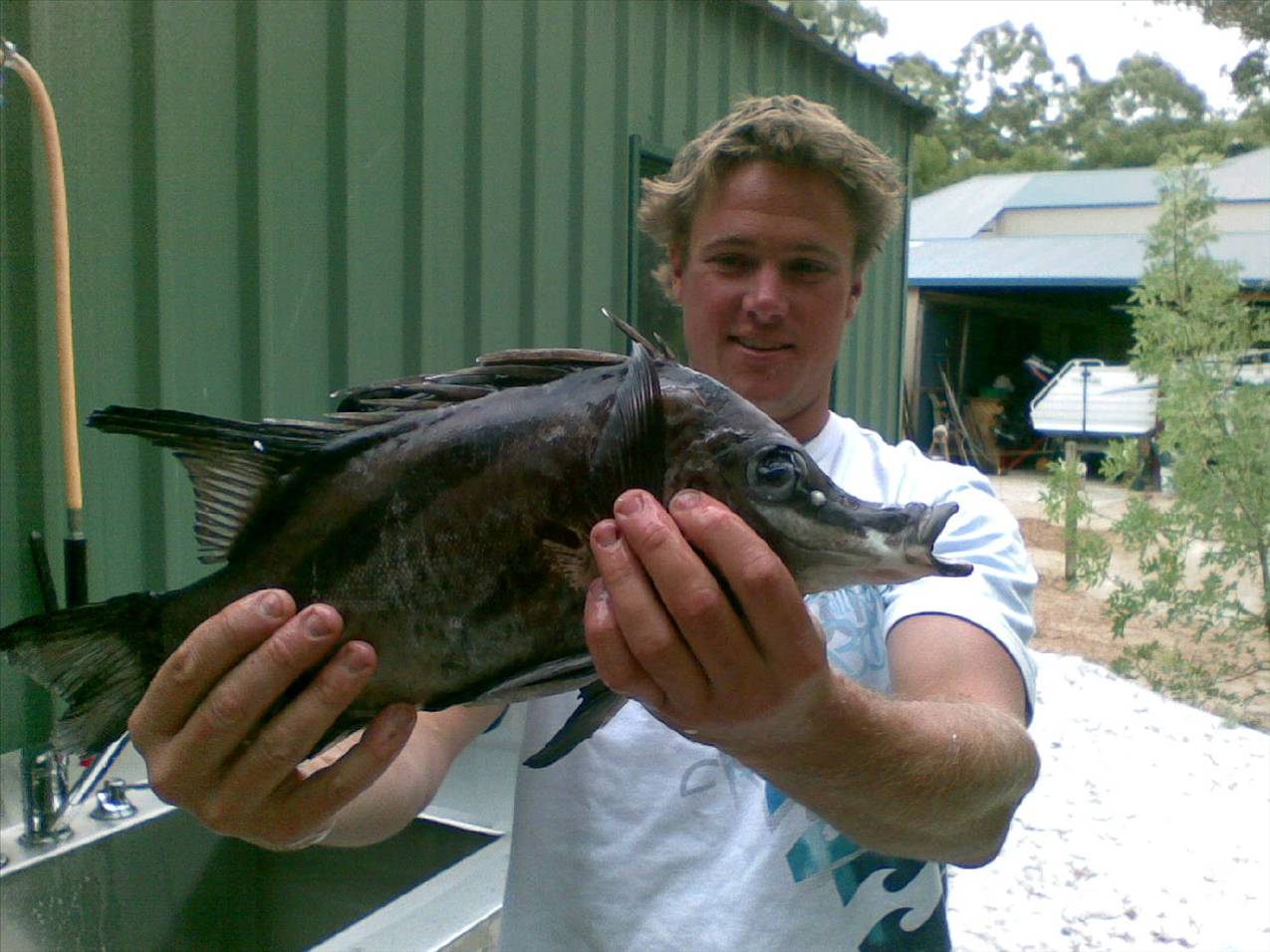 BORE FISH