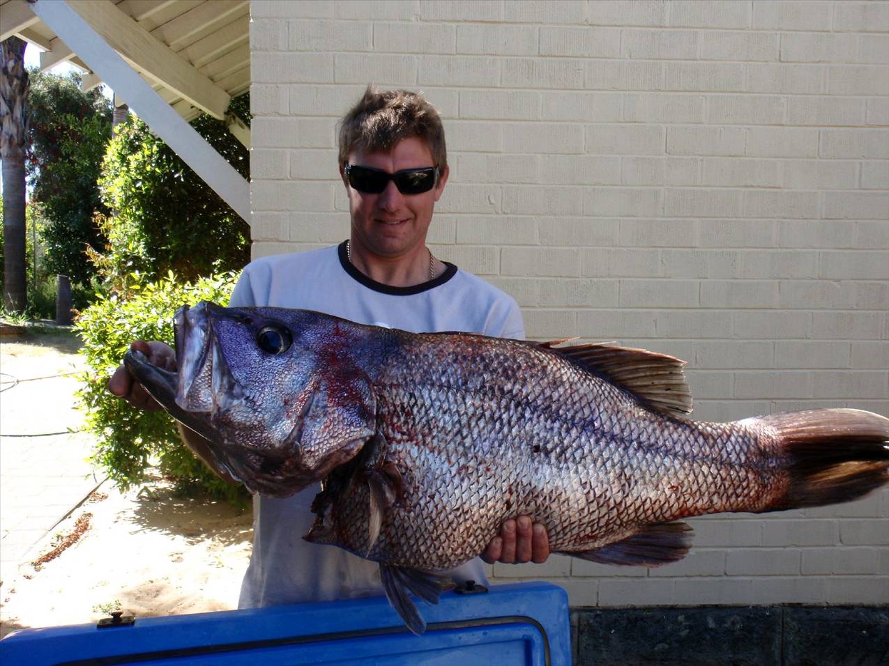 suck on this dhufish you dickhead Tony