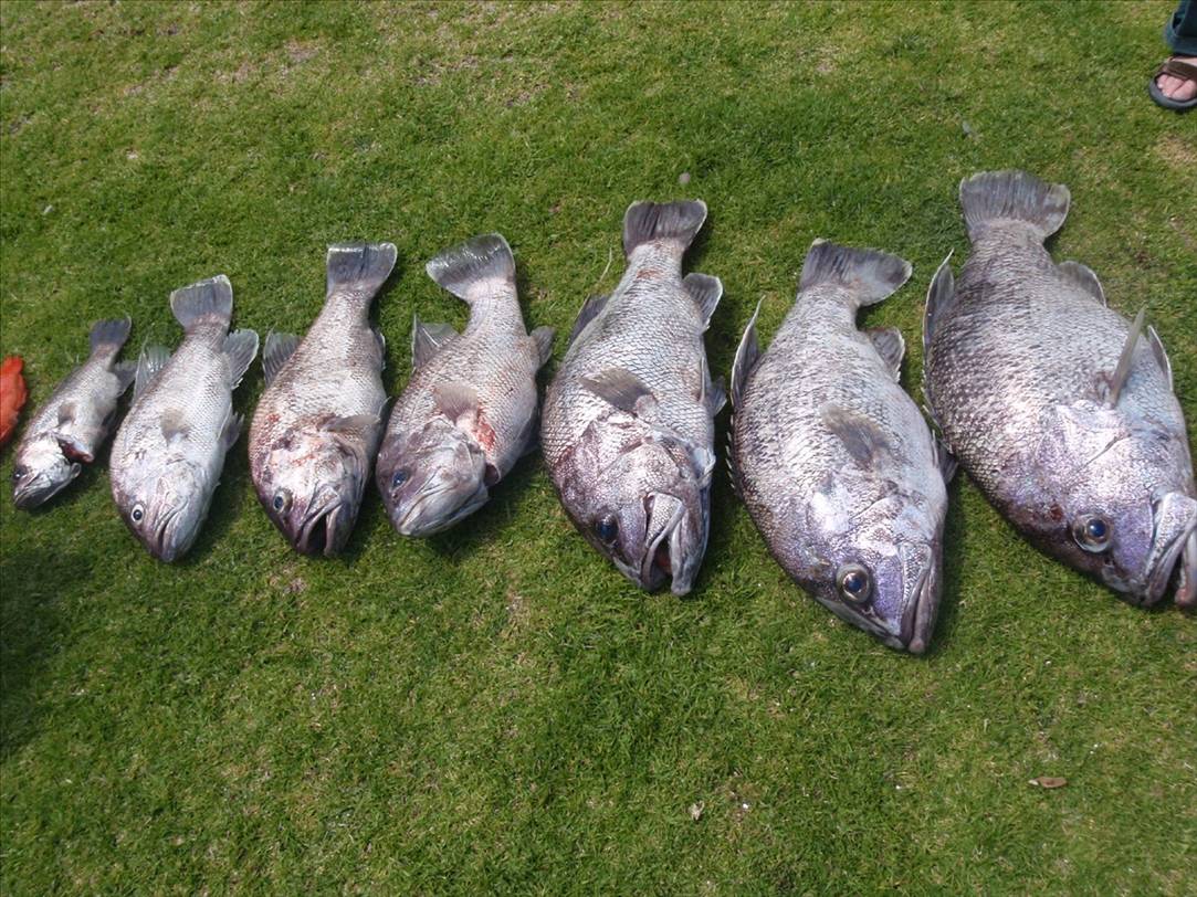 Dhuie