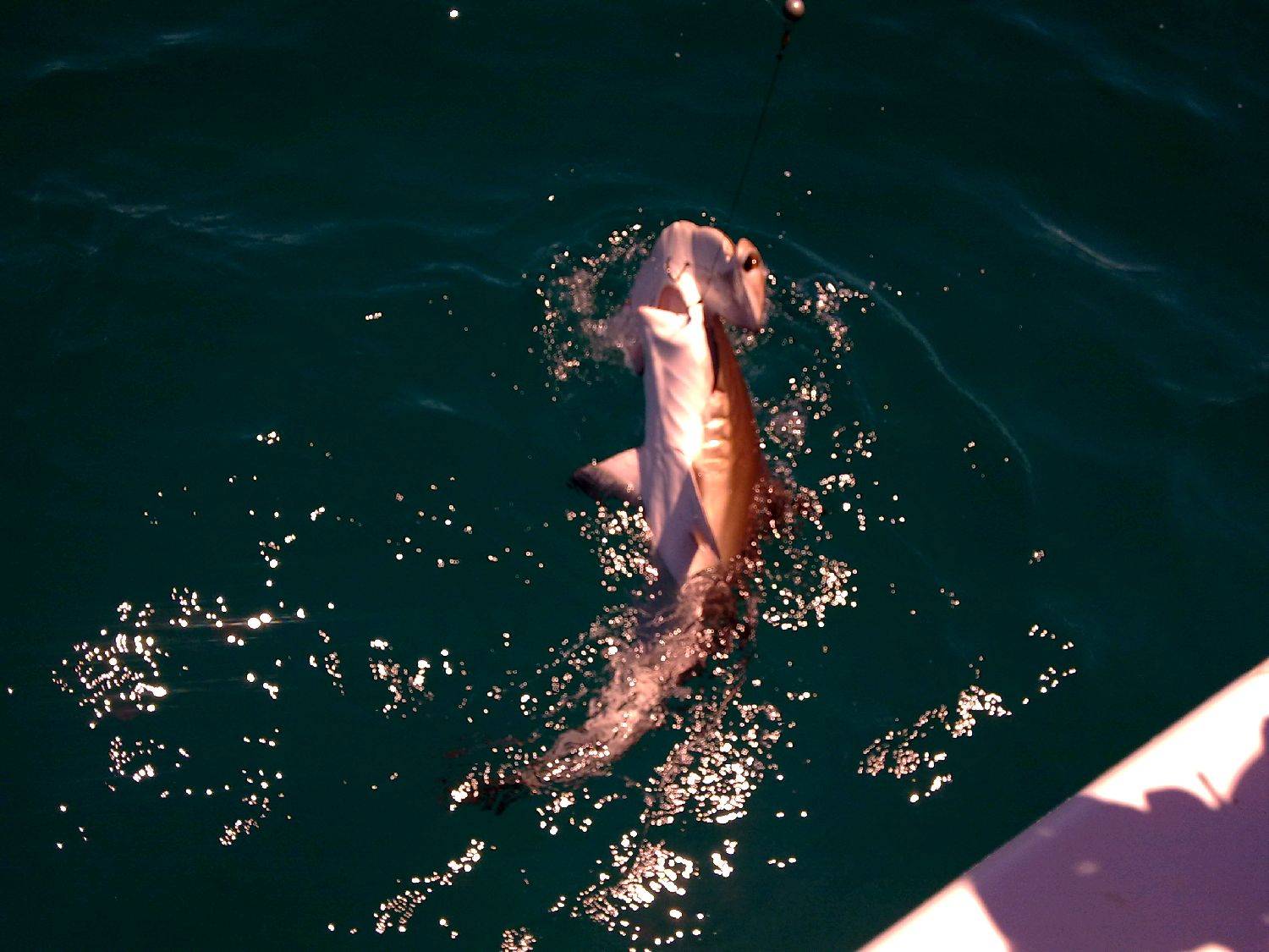 Hammer head shark