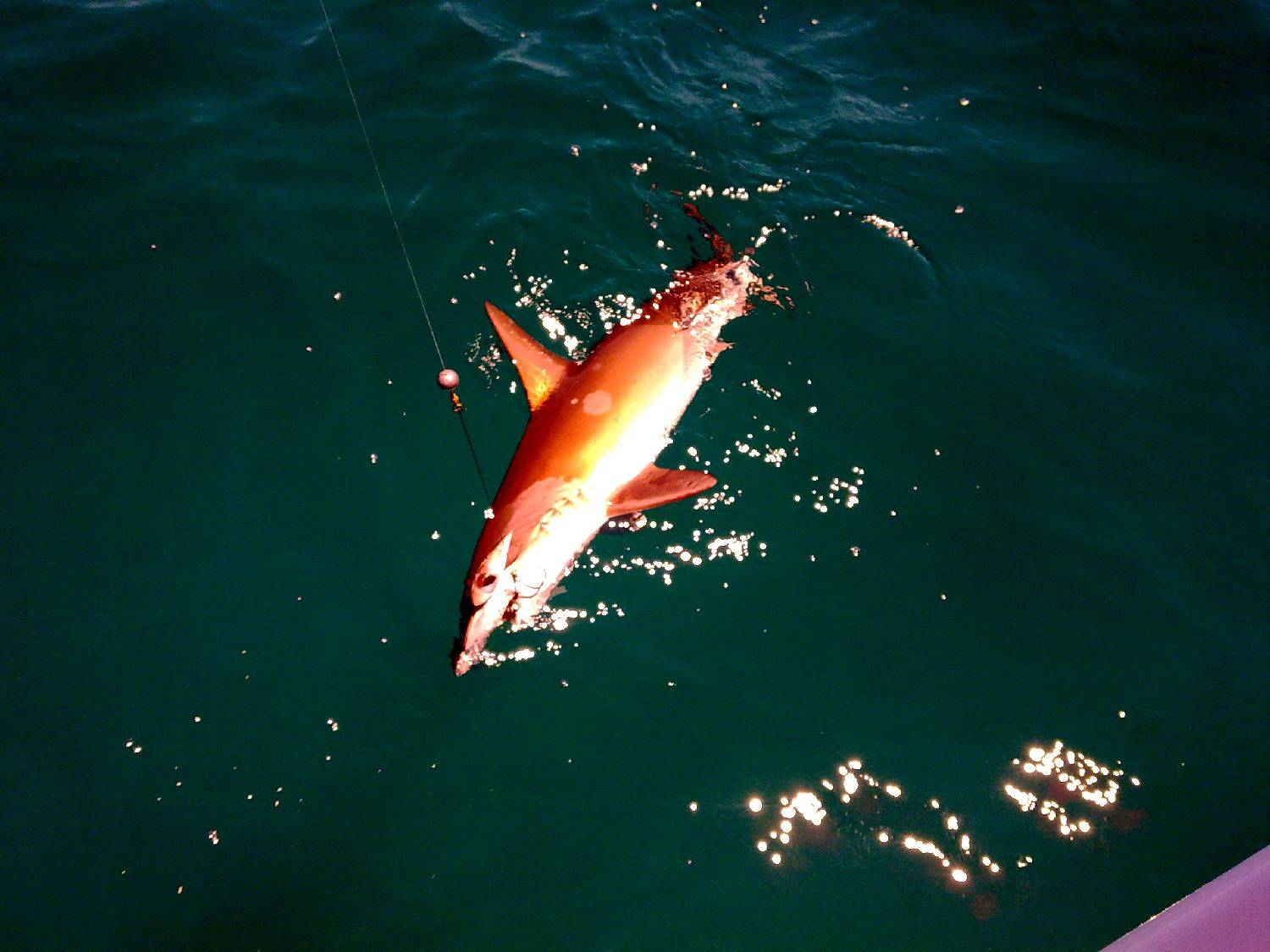 Hammer head shark