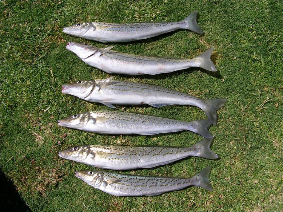 king george whiting