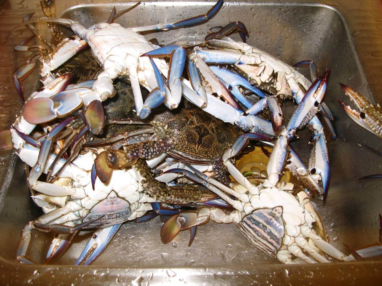 crabige