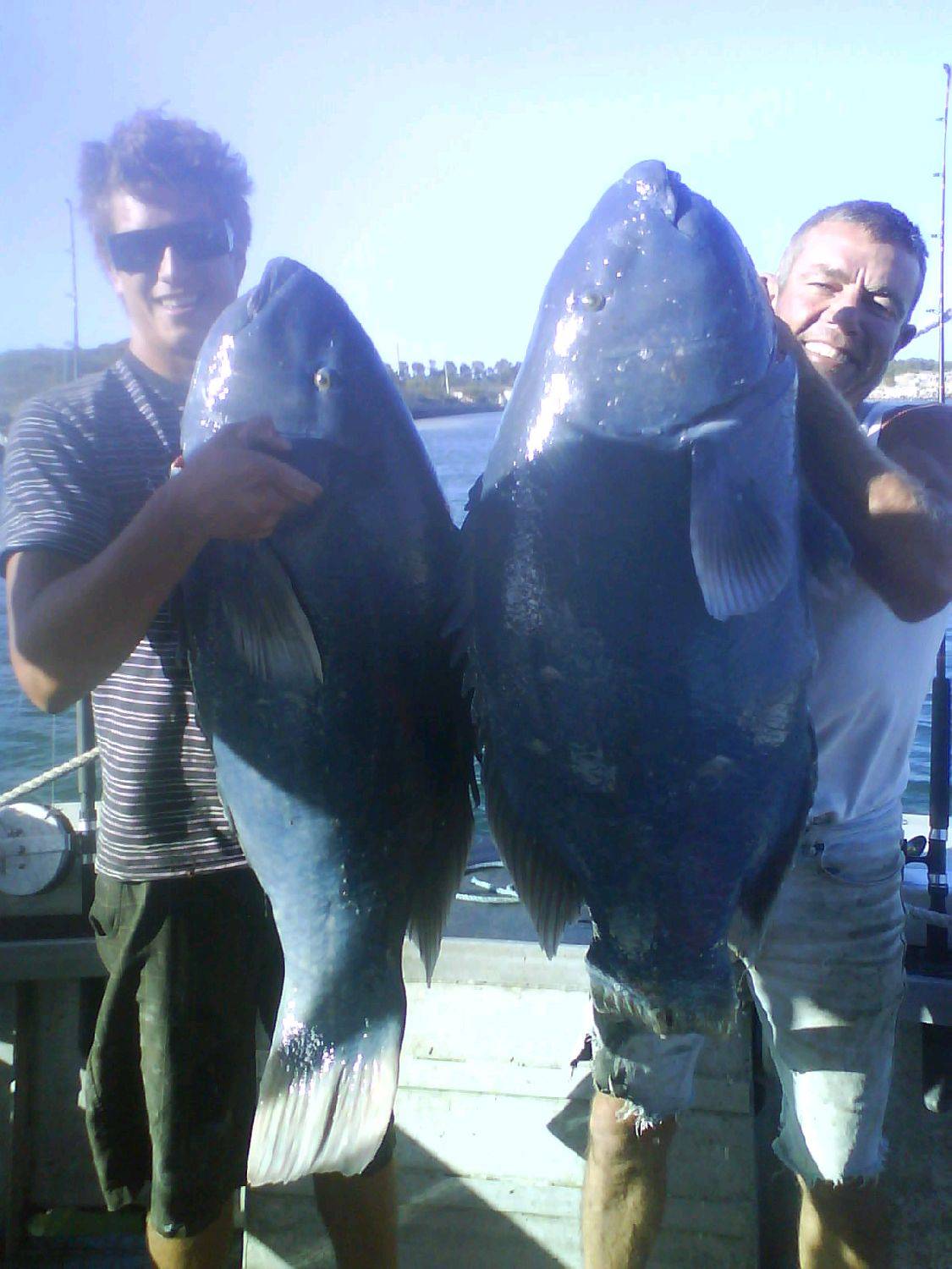 rod grouper