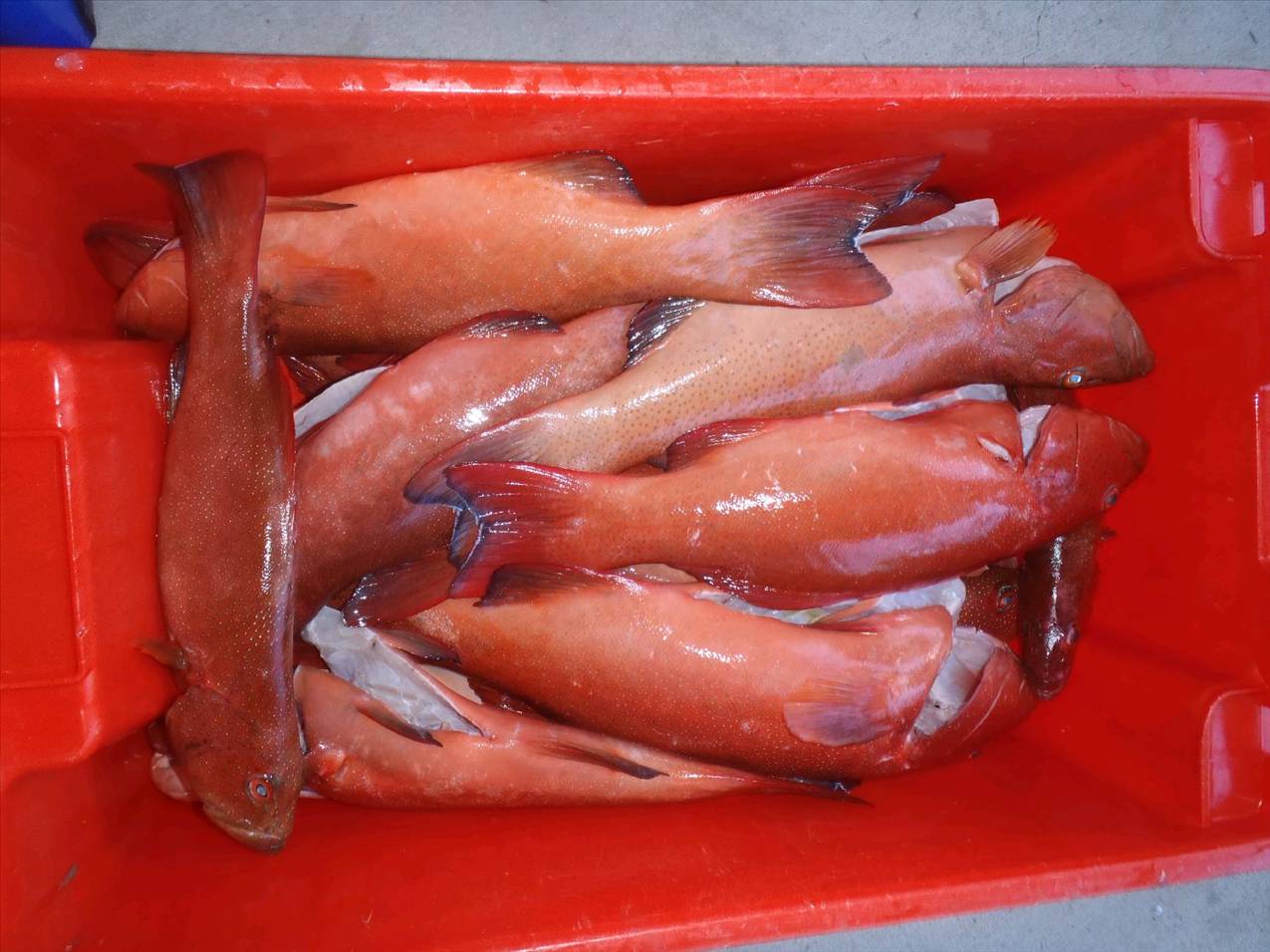 some trout