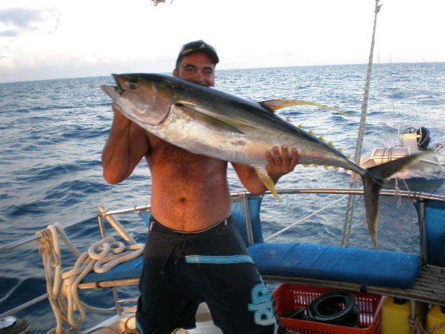 30kg yellow fin
