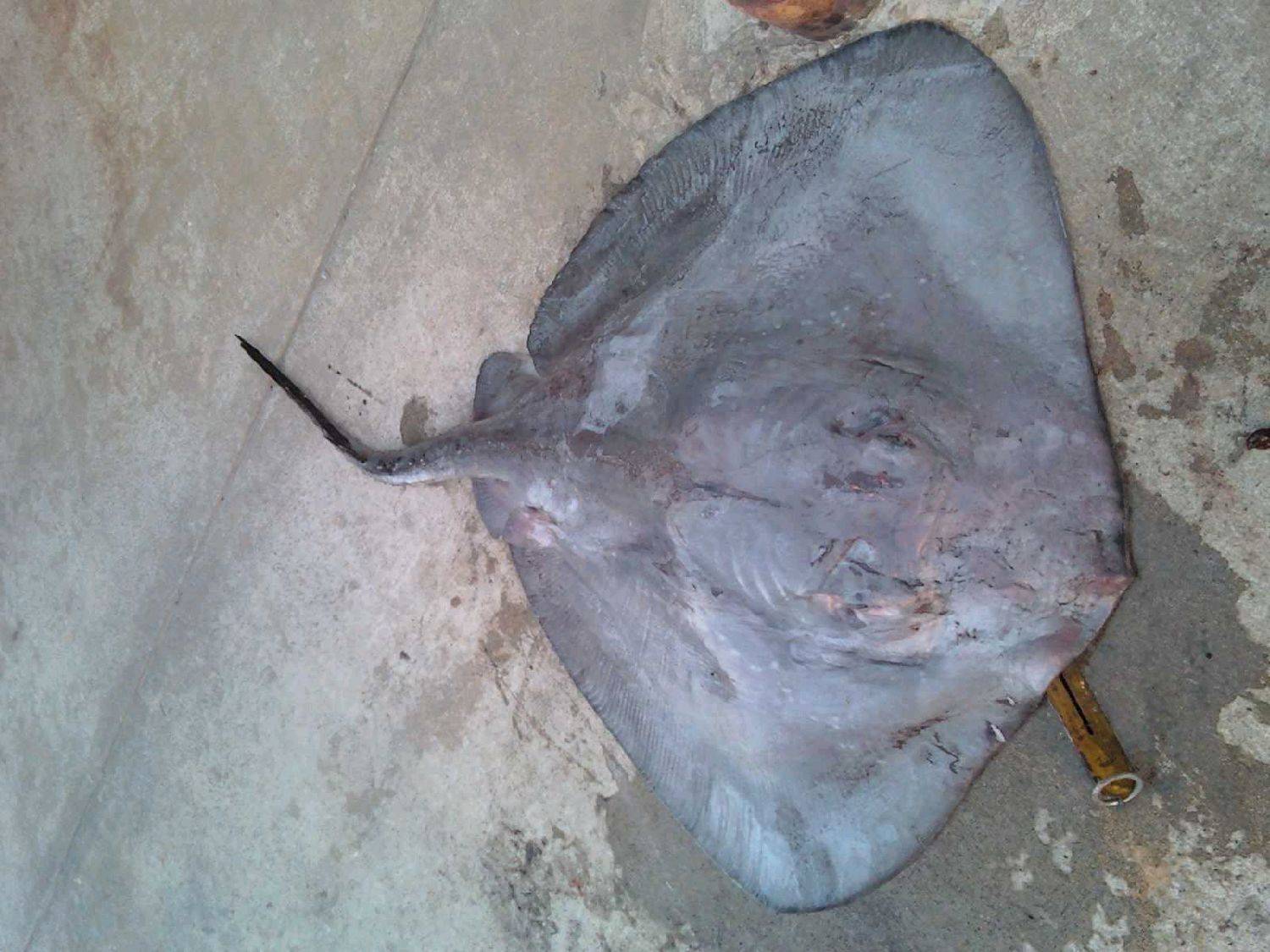20KG OF RAW....POWER!!!