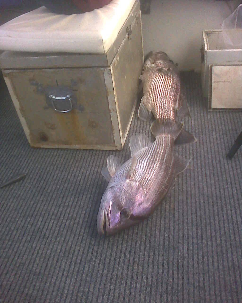 Image0097