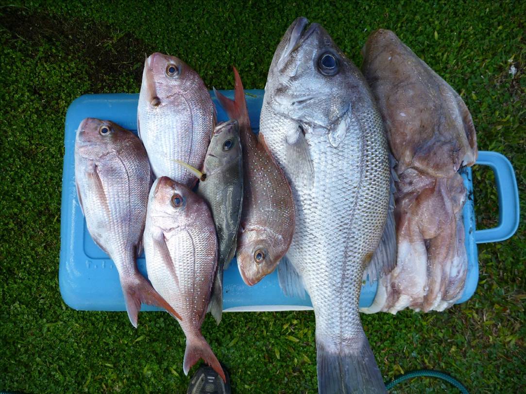 tomkattoo fishing