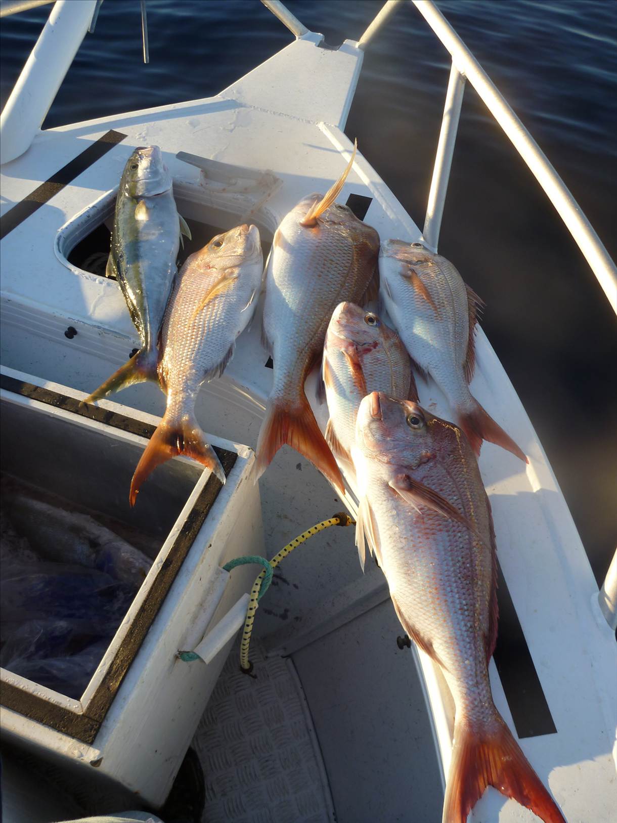 tomkattoo fishing