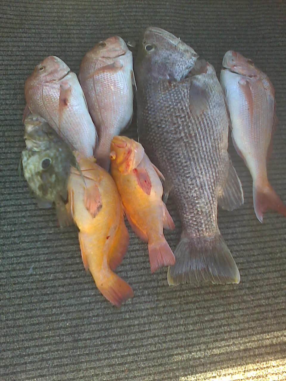 supprize john dory