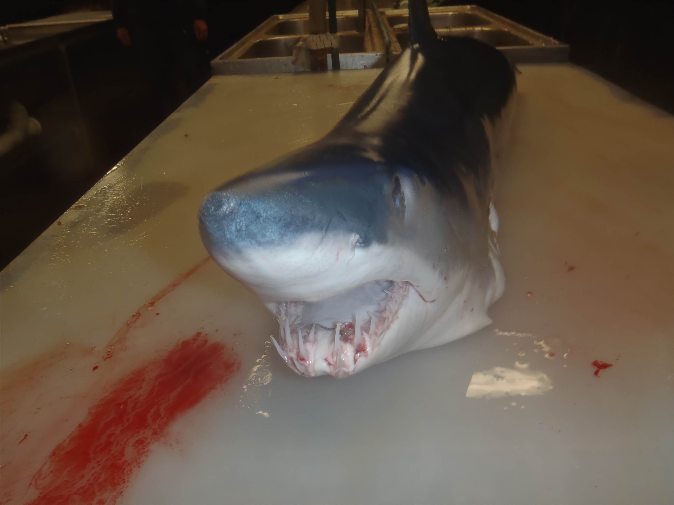 mako stalked the boat
