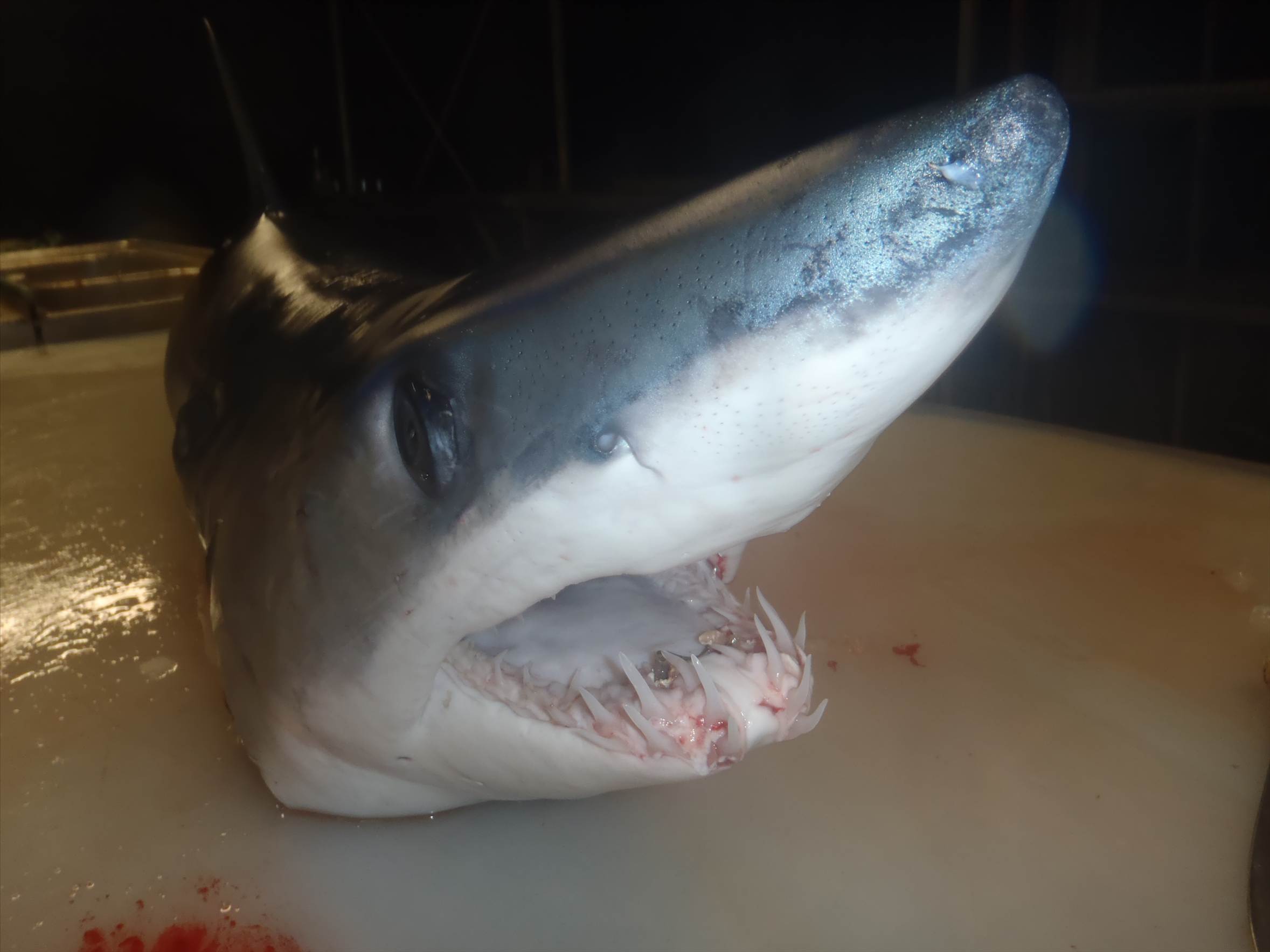 mako stalked the boat
