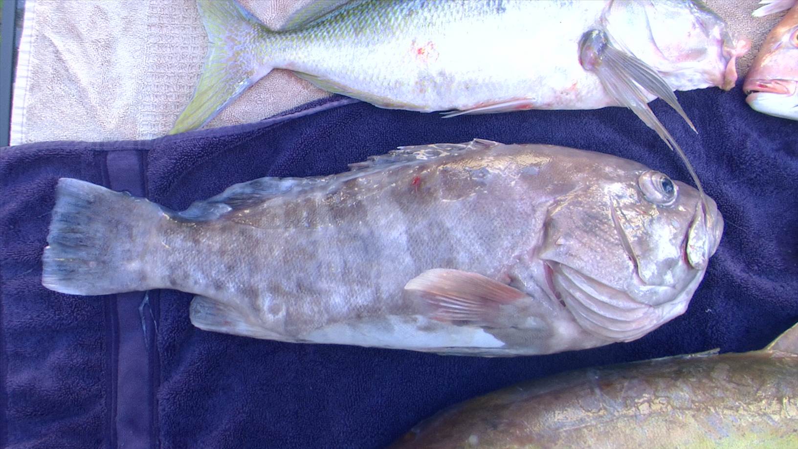 blackpearlin