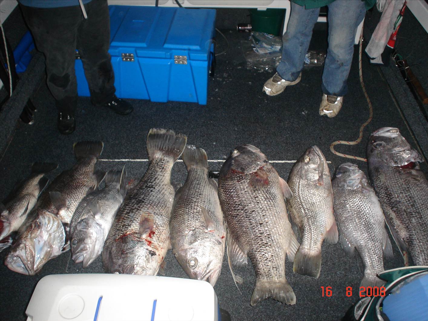 blackpearlin