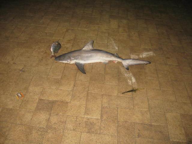 nice catch for us