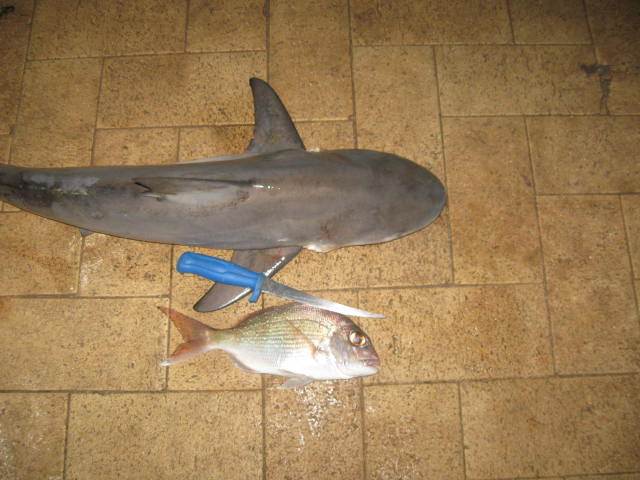 nice catch for us