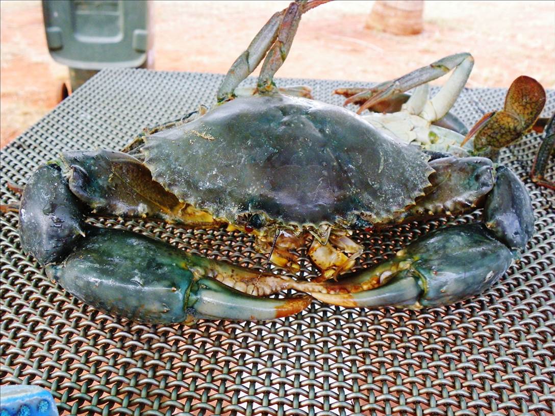 One Big Crab