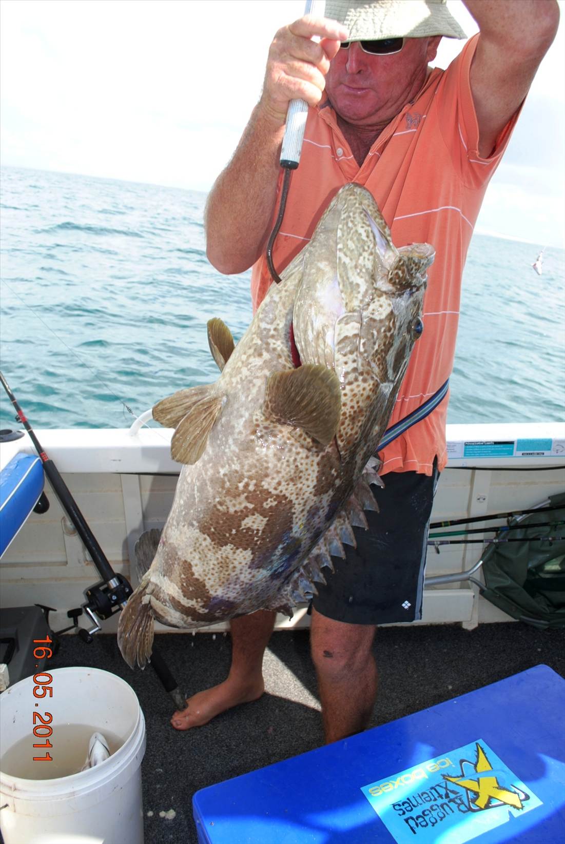 Roy's Big Cod