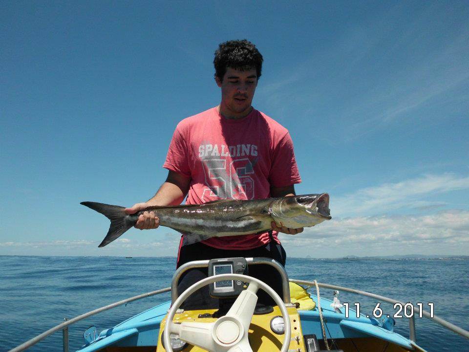 cobia