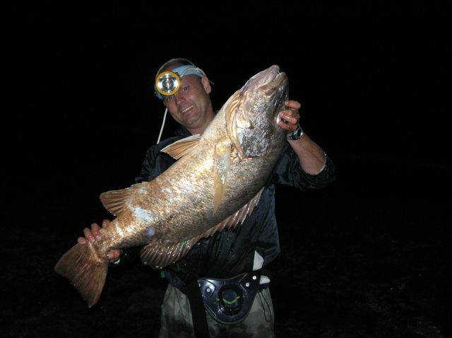 mangrove jack