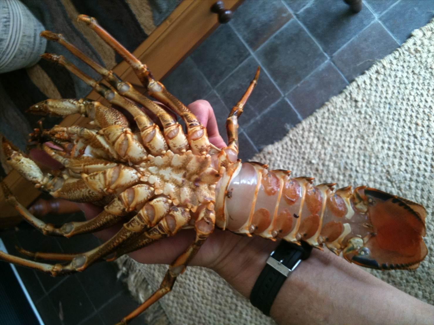 Lunch