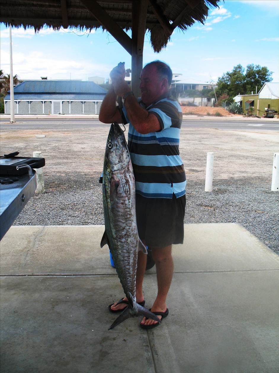 Great Mackeral