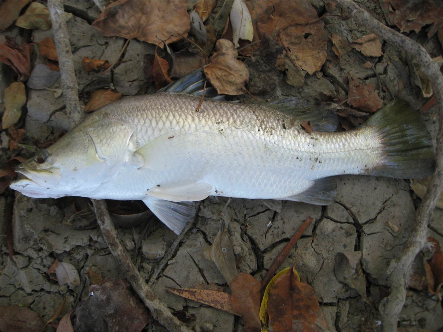 First Cast