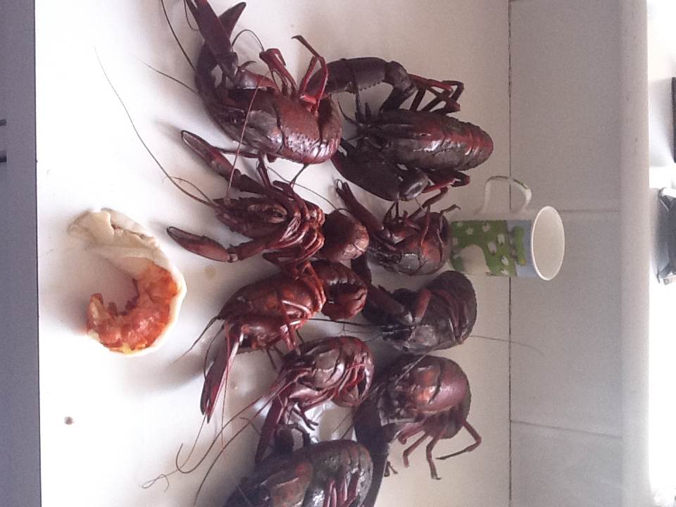 marron