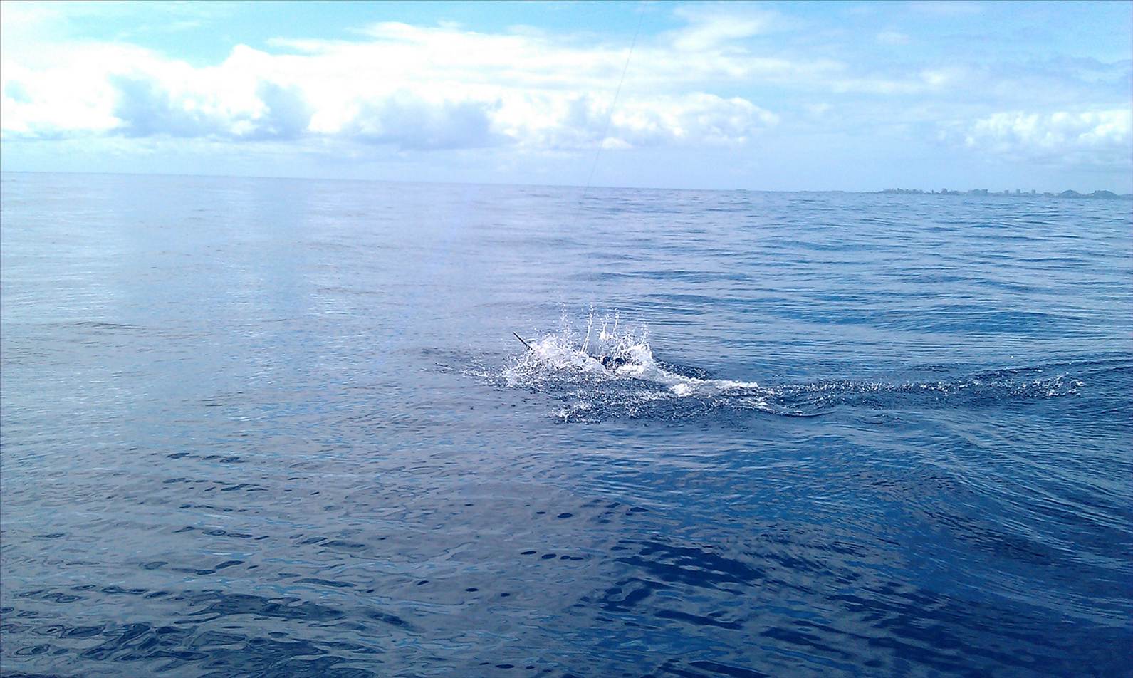 Marlin jump
