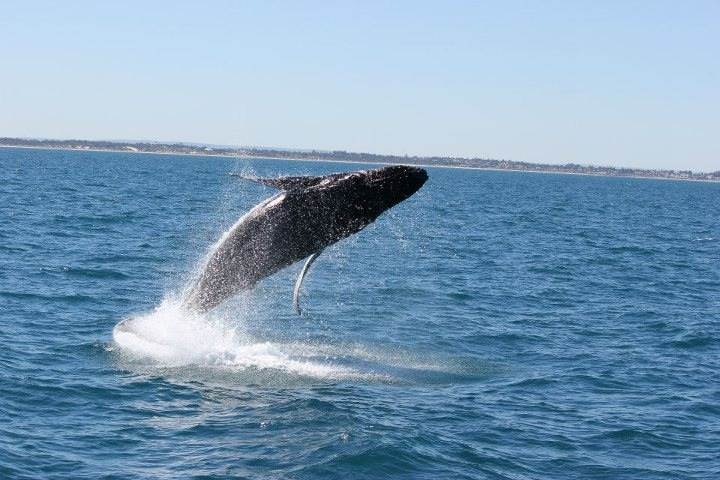 Whale of a time