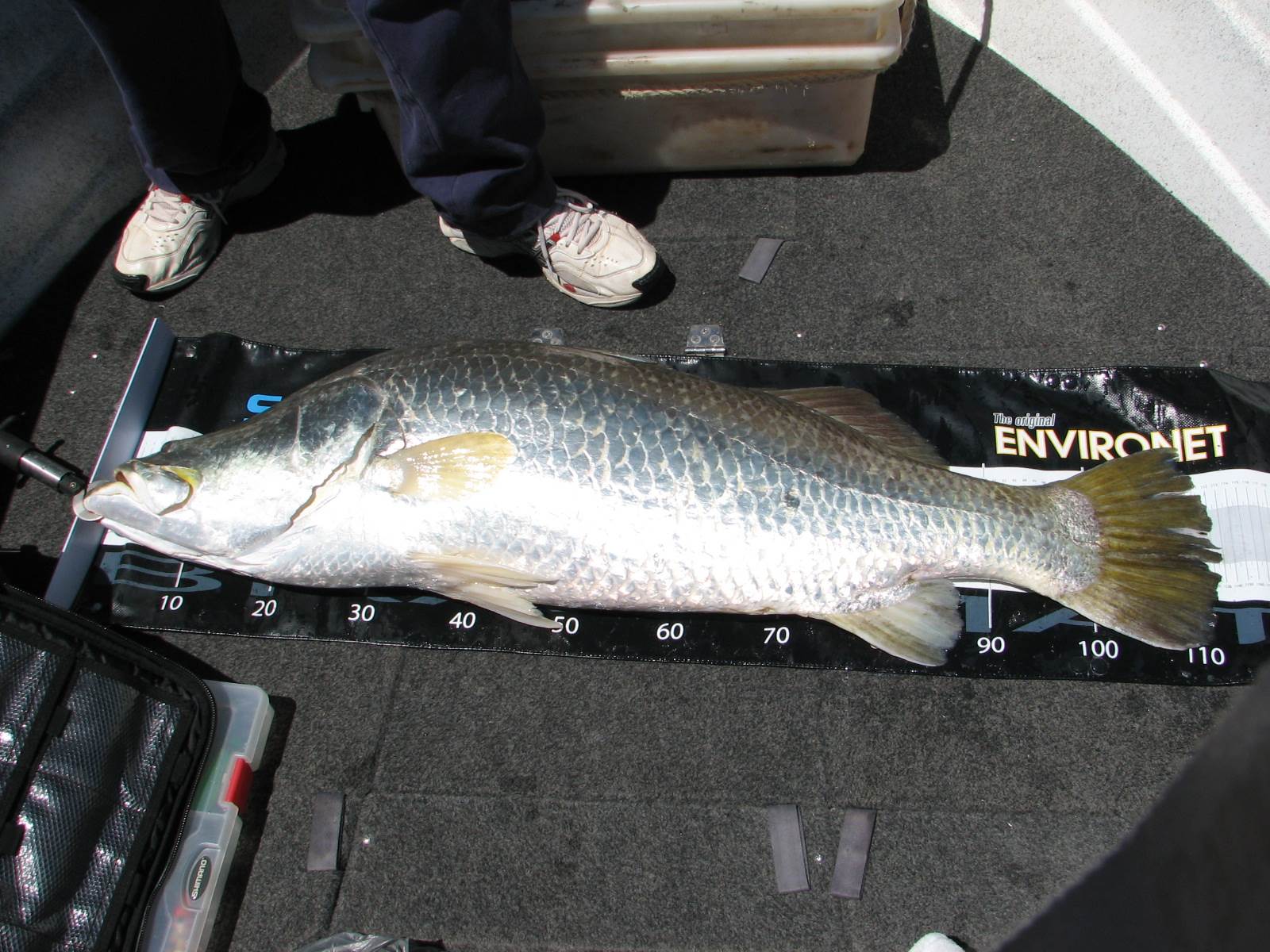 Big barra
