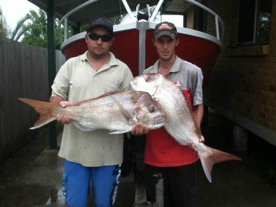 Snapper