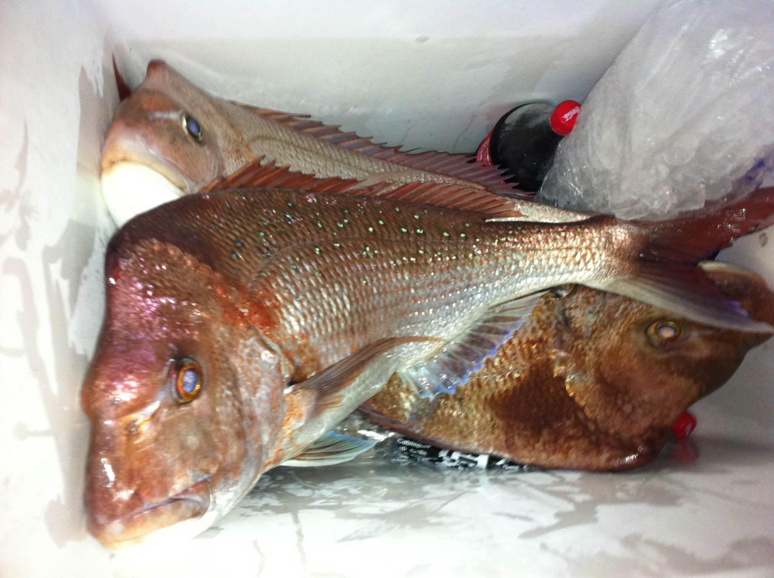 Snapper