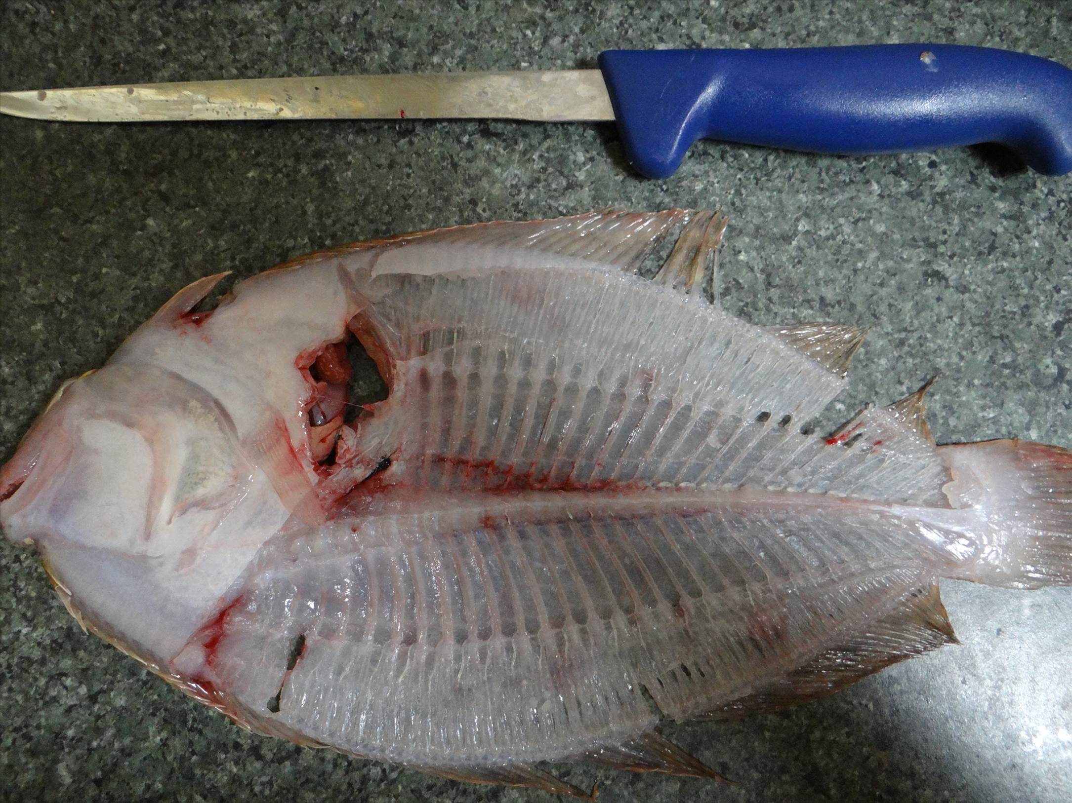 flounder fillets